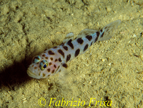 Thorogobius ephippiatus (Ghiozzo leopardo)